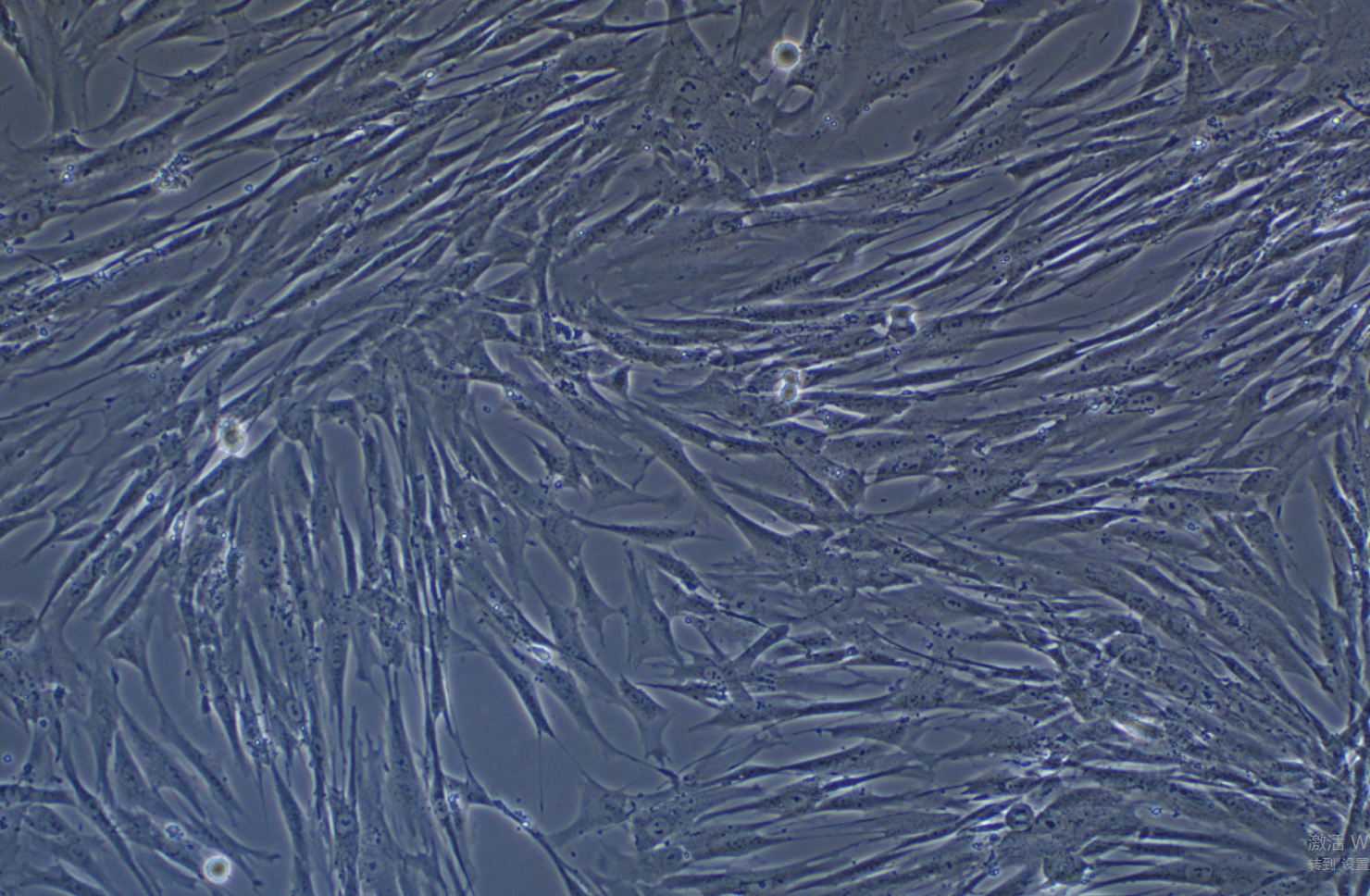  人胚肺细胞 MRC-5(STR鉴定正确)